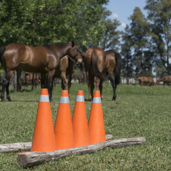Coaching Nadine Bell - Imagen