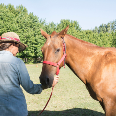 Sesion-de-Coaching-Haciendo-Coaching-con-Caballos-
